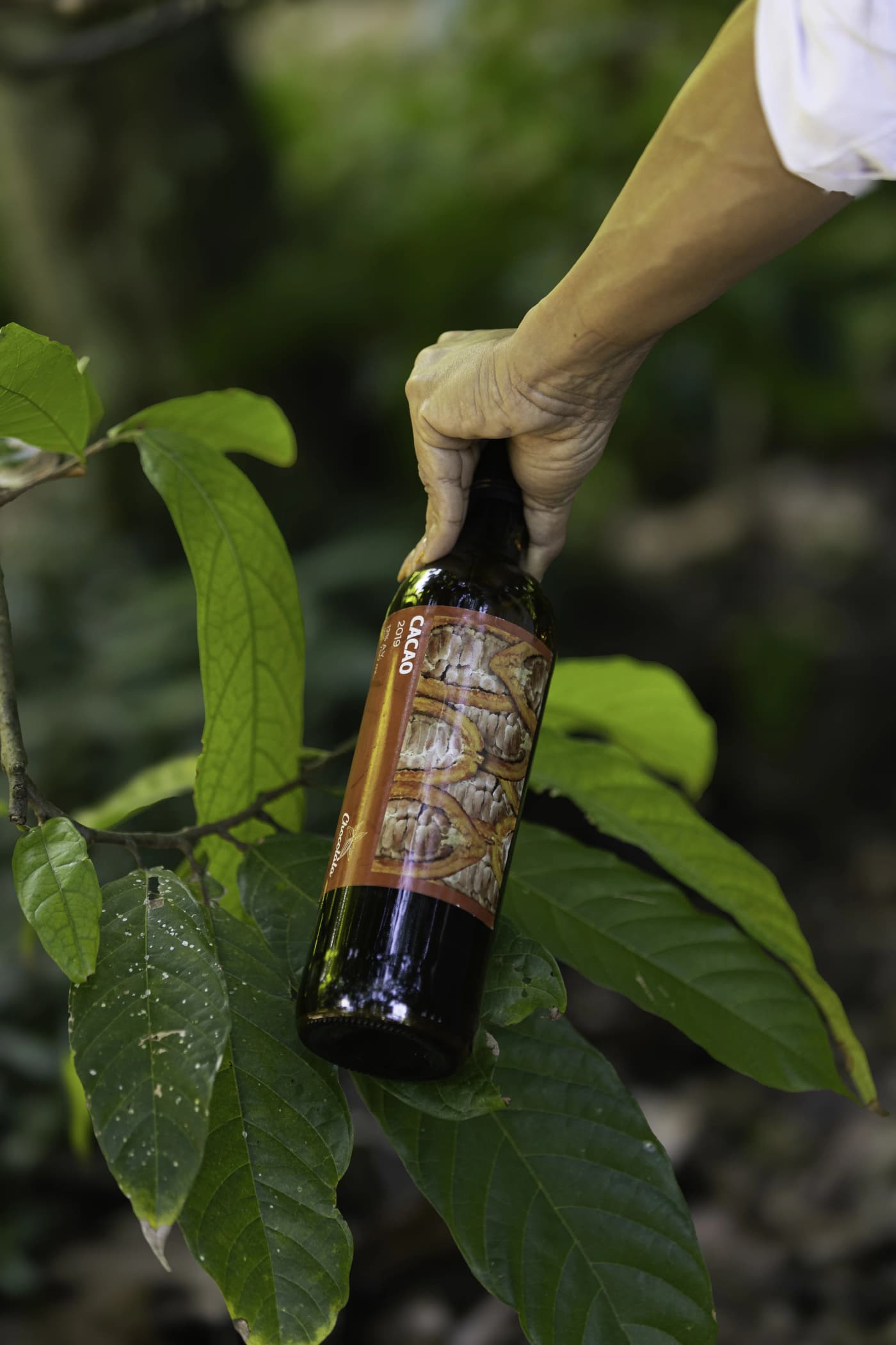 Cacao Wine 3